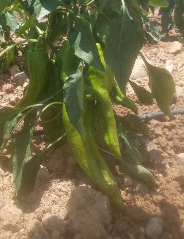 Pimiento freír (500 gr.) CC 2