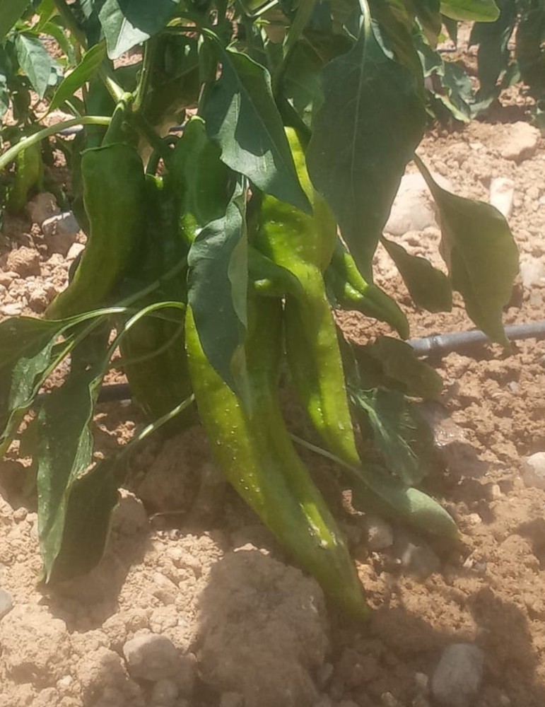 Pimiento freír (500 gr.) CC