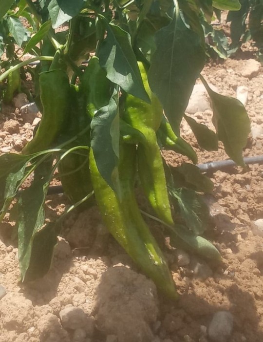 Pimiento freír (500 gr.) CC