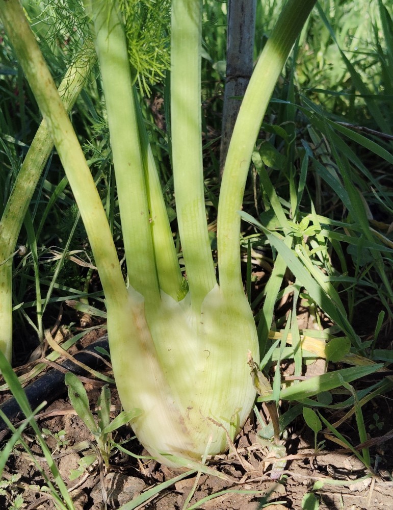 Hinojo mini (300 gr.)