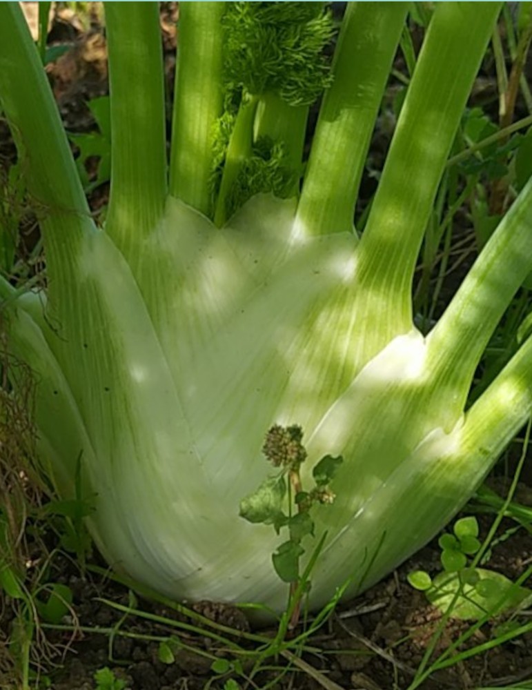 Hinojo (500 gr. aprox.) AN