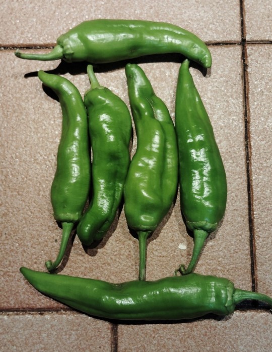 Pimiento freír (500 gr.) CC