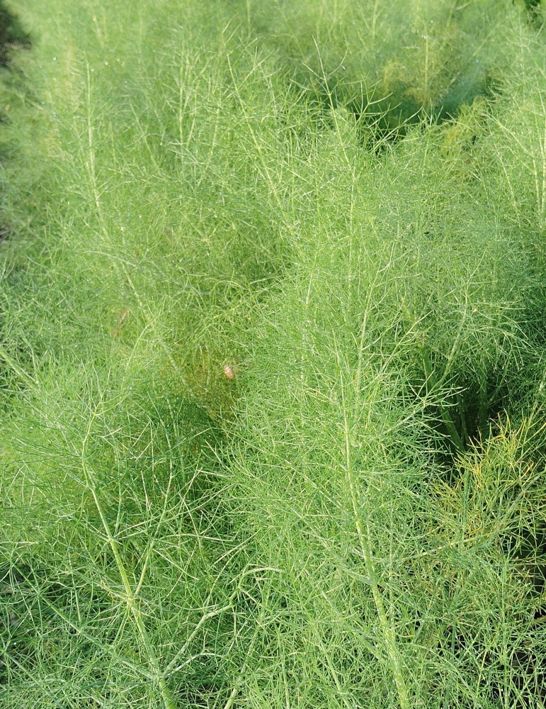 Hojas de hinojo (200 gr.)