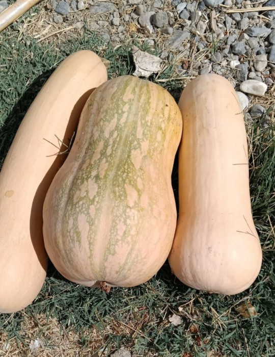 Calabaza cacahuete