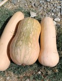 Calabaza cacahuete