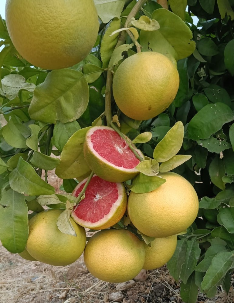 Pomelo rojo