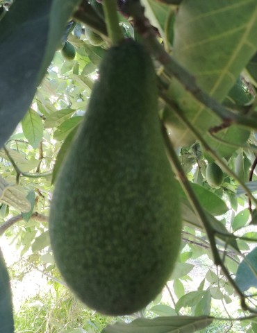 Aguacate fuerte