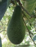 Aguacate fuerte