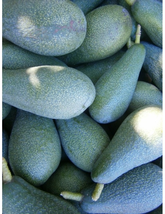 Aguacate fuerte