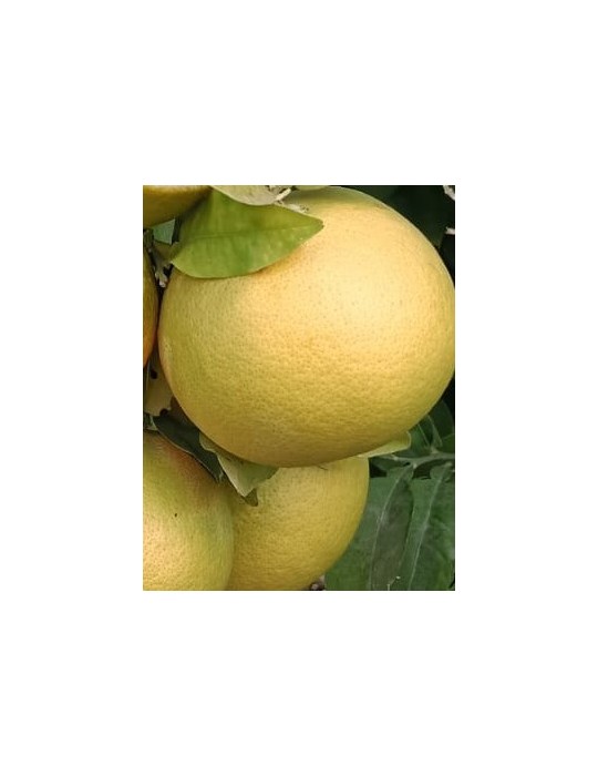 Pomelo amarillo