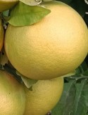 Pomelo amarillo