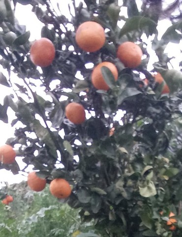 Mandarina 2