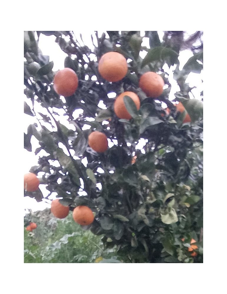 Mandarina
