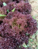 Lechuga Loyo roja