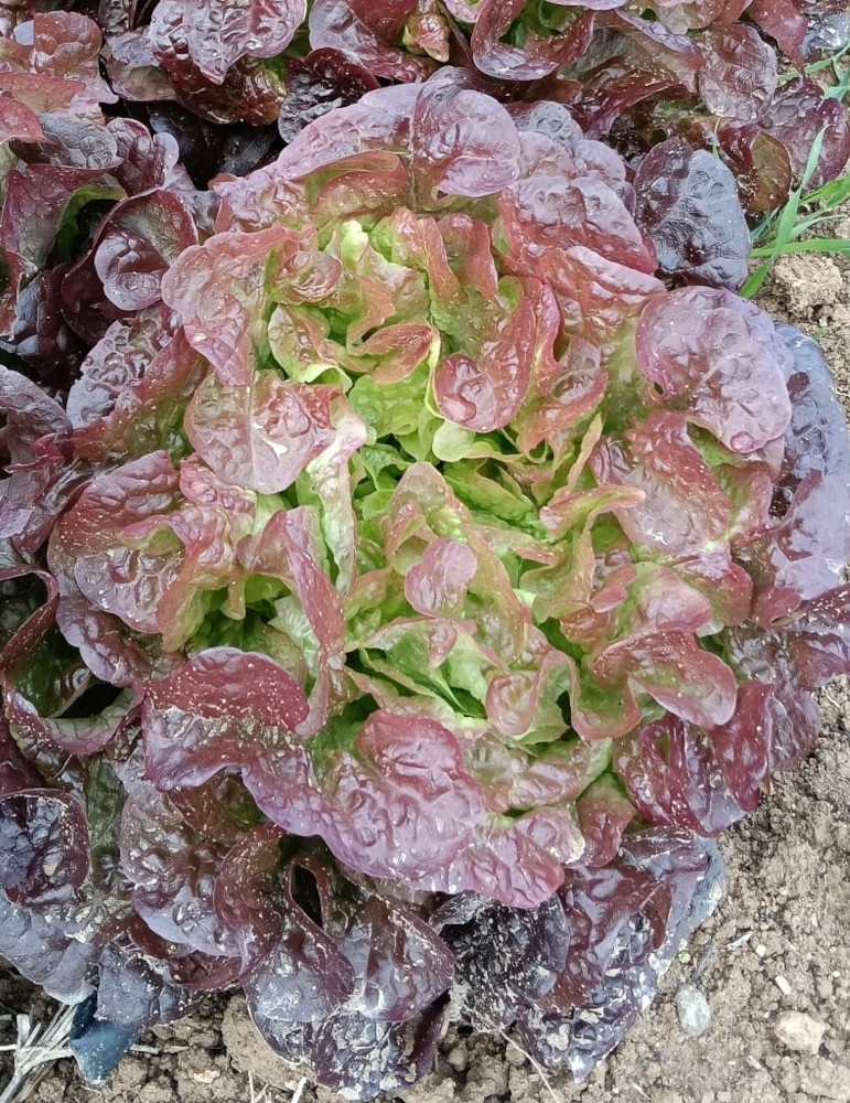 Lechuga hoja de roble roja
