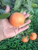 Mandarina