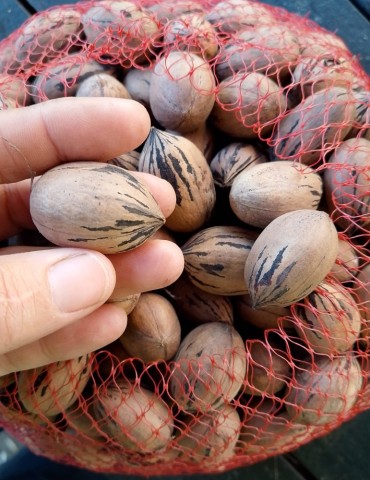 Nuez Pecana pequeña 2