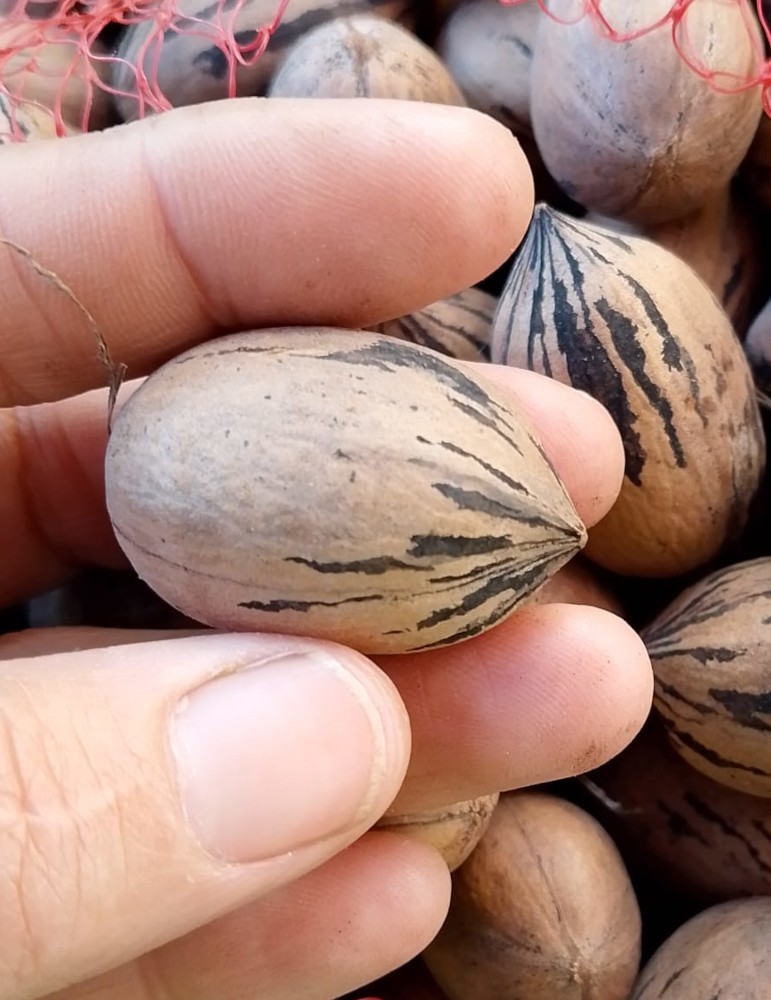 Nuez Pecana pequeña