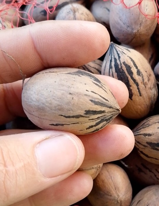 Nuez Pecana pequeña