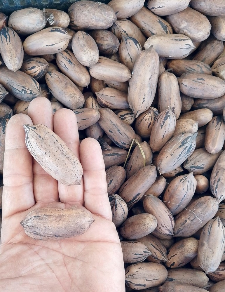 Nuez Pecana grande