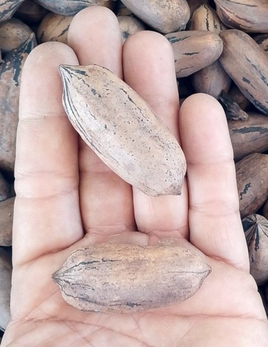 Nuez Pecana grande