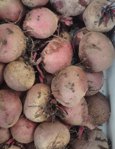 Remolacha roja (500 gr.) CC 2