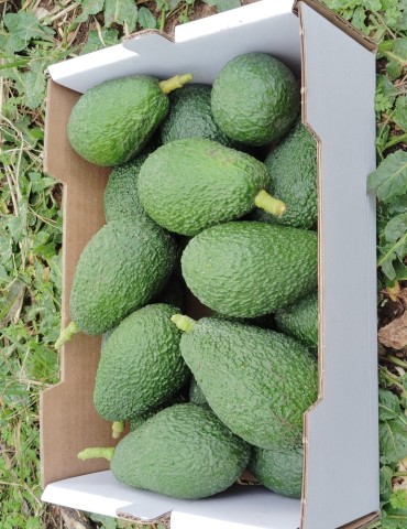 Caja Aguacate hass AN