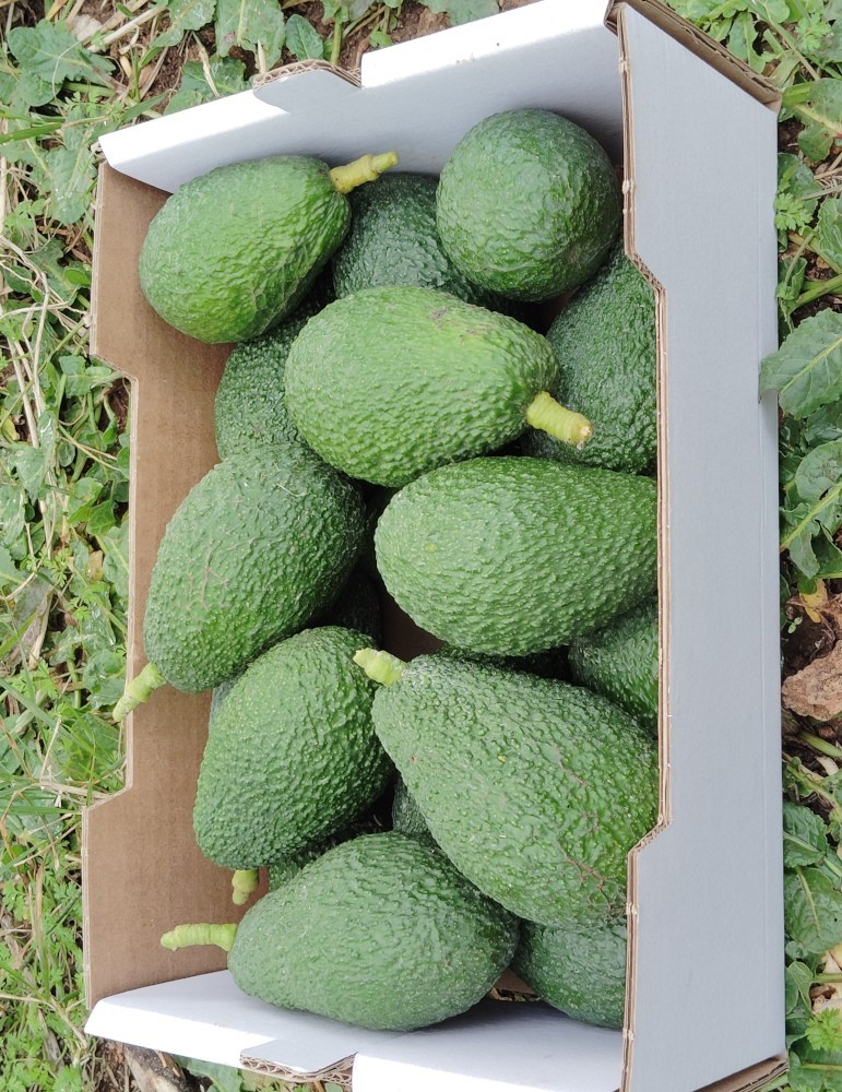 Caja Aguacate hass AN