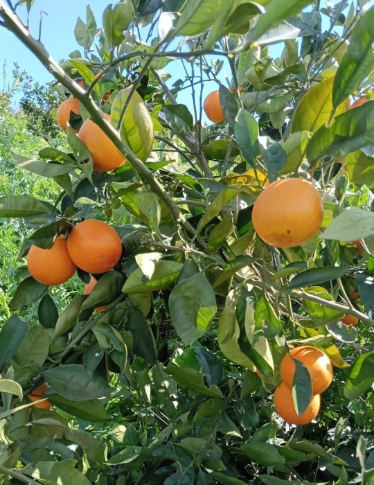 Naranja de sangre
