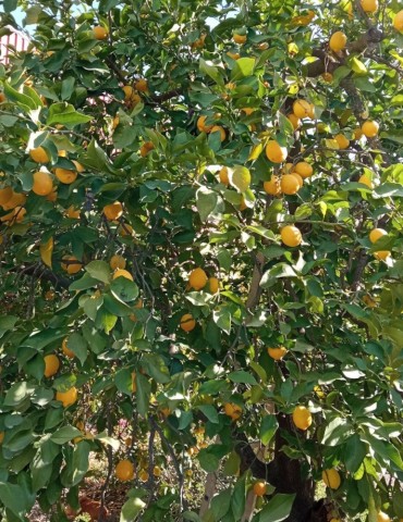 Limones 2