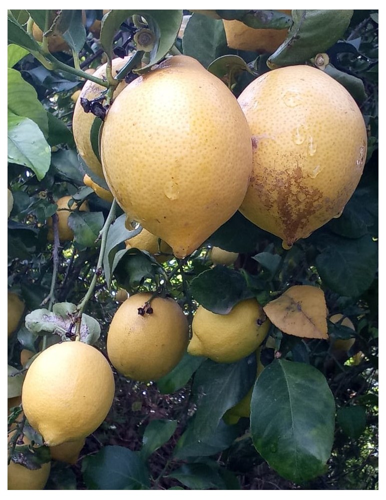 Limones