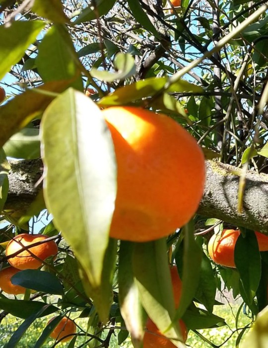 Mandarina Castellana