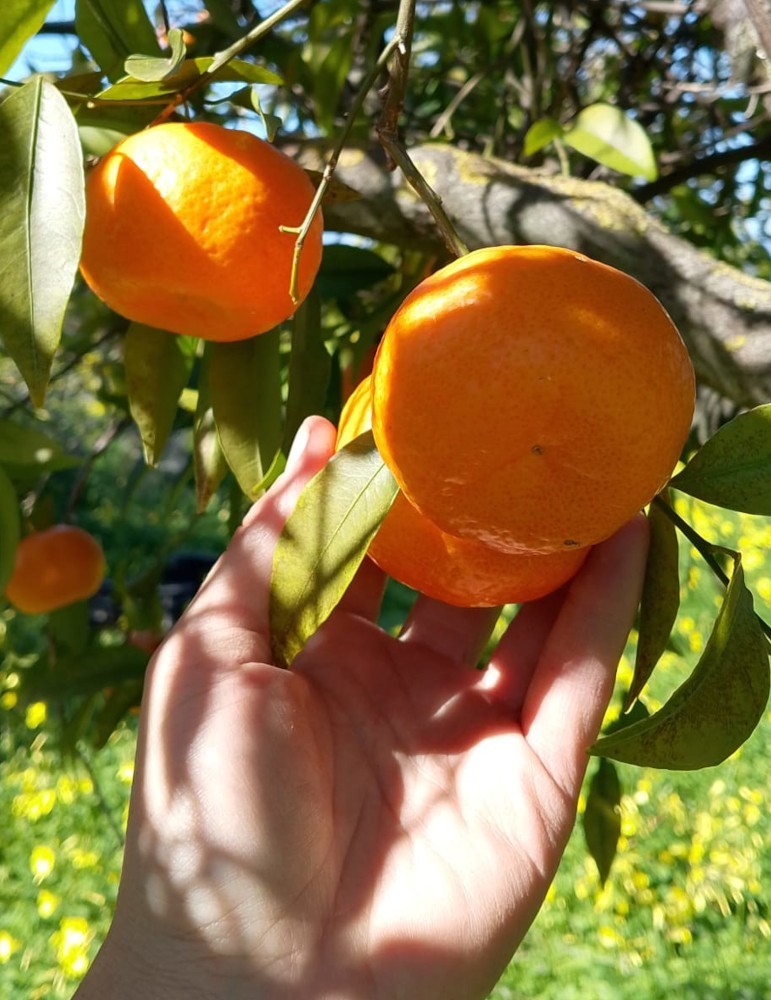 Mandarina Castellana