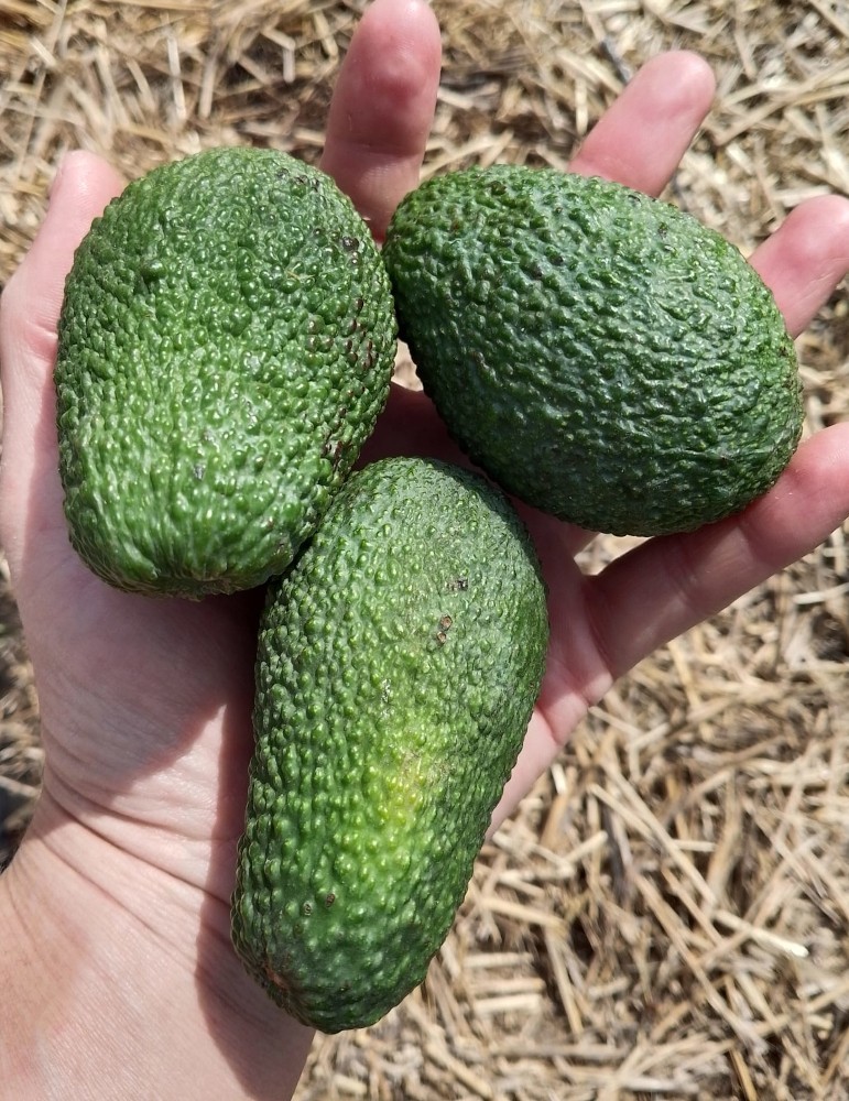 Aguacate hass pequeño