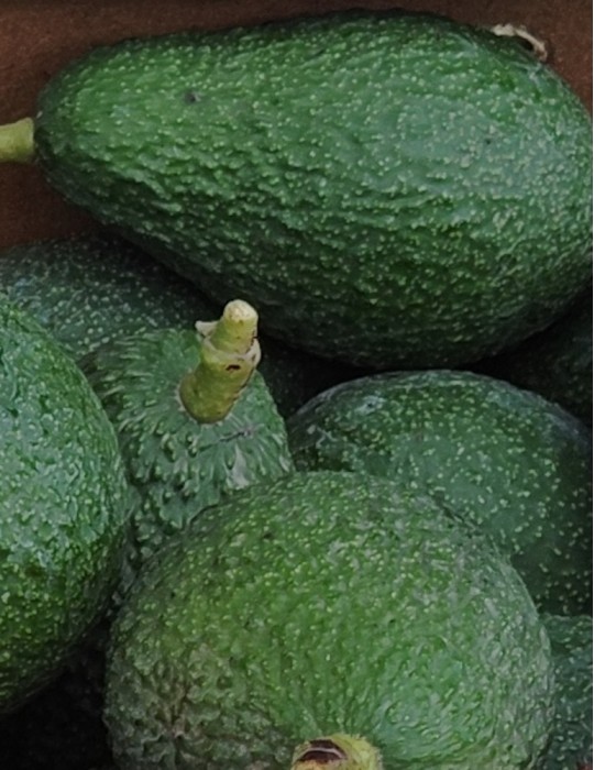 Aguacate hass