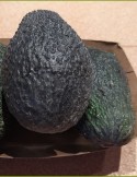 Aguacate hass