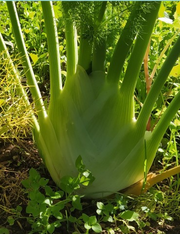 Hinojo mini (300 gr.) 2