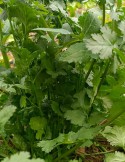 Cilantro (100 gr)
