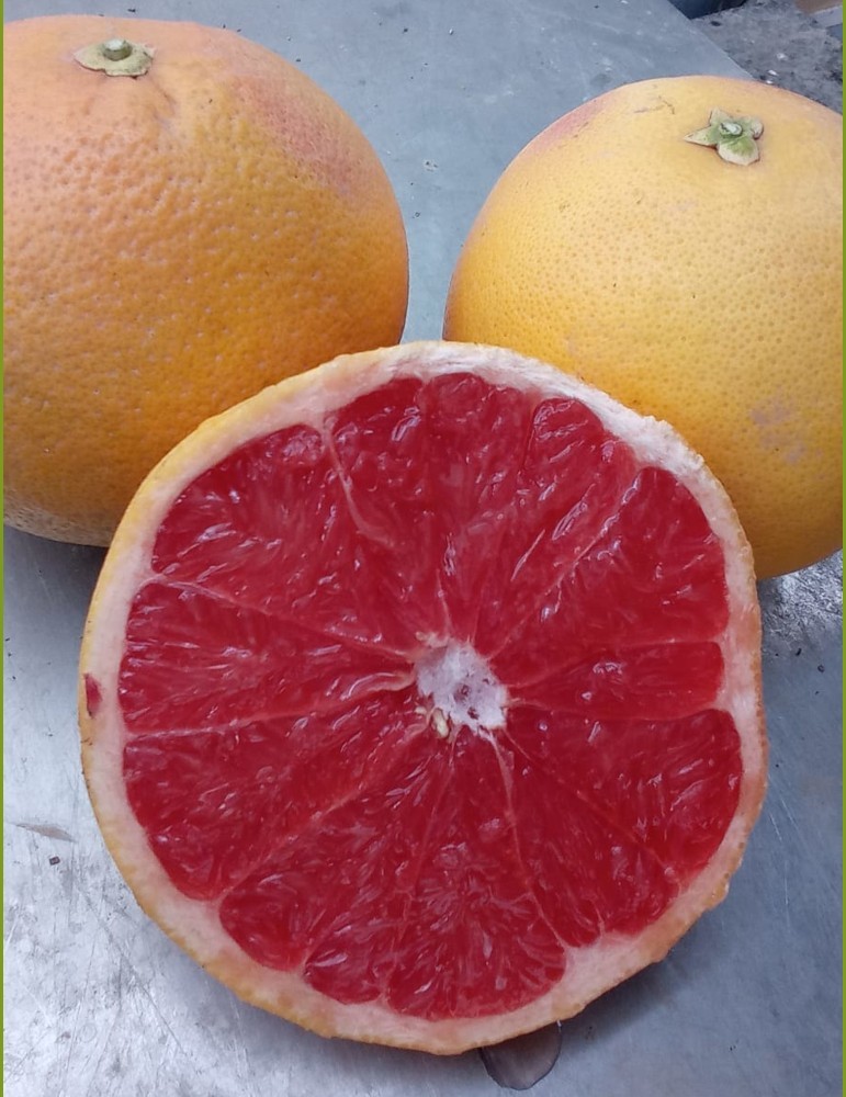 Pomelo rojo
