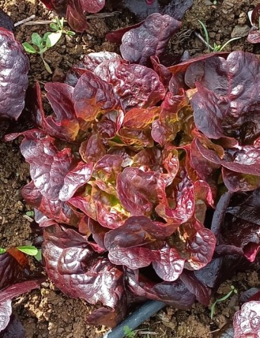 Lechuga hoja de roble roja 2