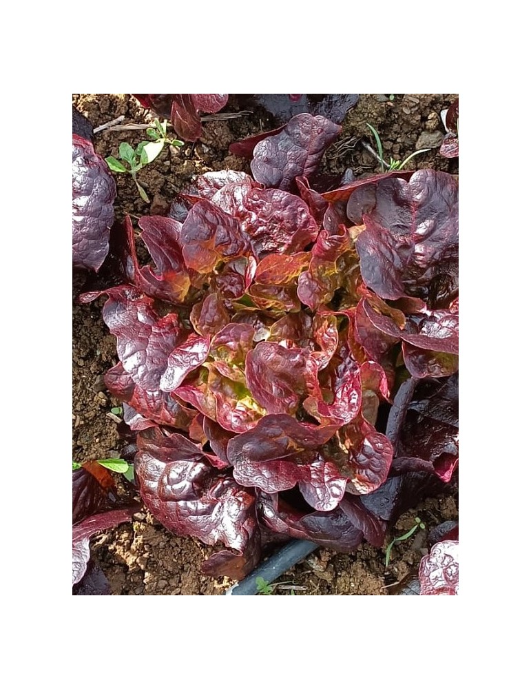 Lechuga hoja de roble roja