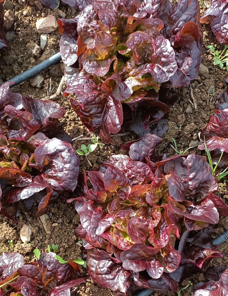 Lechuga hoja de roble roja