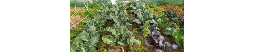 Agroecológica El Nacimiento