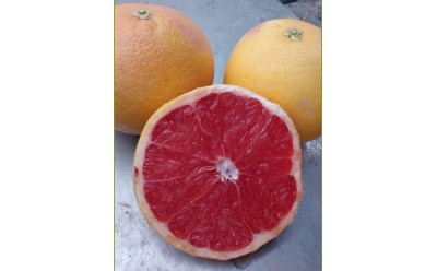 Productos disponibles para recogida 12/02/2025