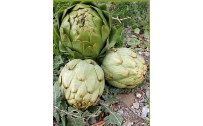 Productos disponibles para recogida 19/02/2025