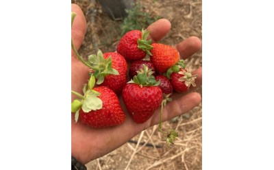 Productos disponibles para recogida 25/06/2025