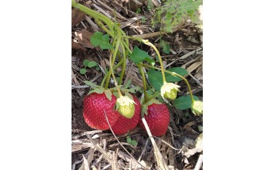 Nuestro almacén es el campo