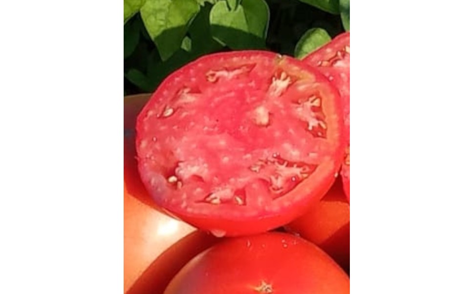 Productos disponibles para pedidos desde el 17 de julio