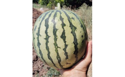 ¡Una sandía!