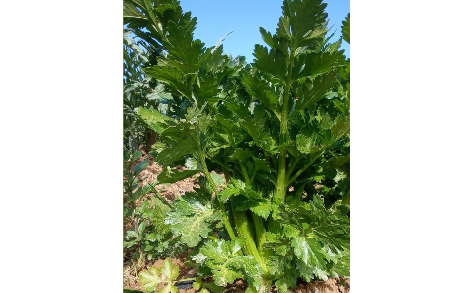 Productos disponibles para pedidos hasta el 21/09